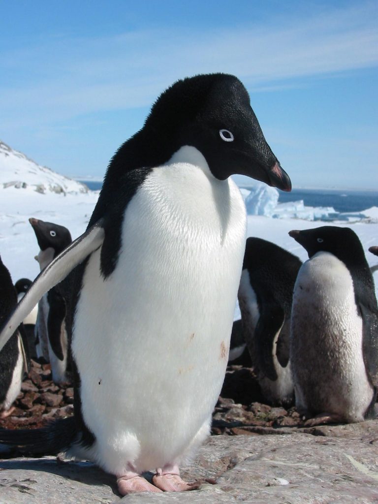 Adélie Penguins on the Antarctic Penisula