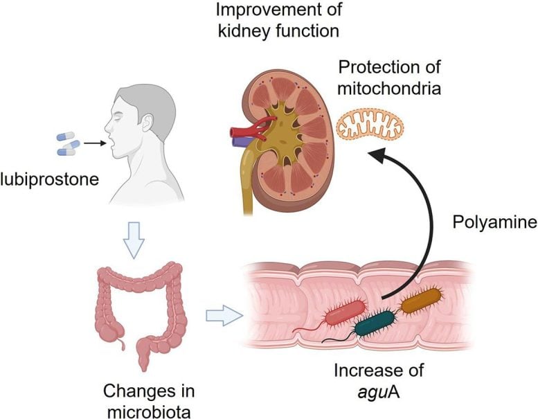 Memberi lubiprostone mengubah grafik mikrobiota usus