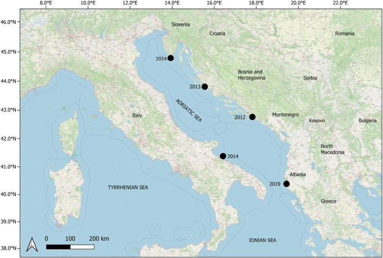 Adriatic Records of Lagocephalus sceleratus