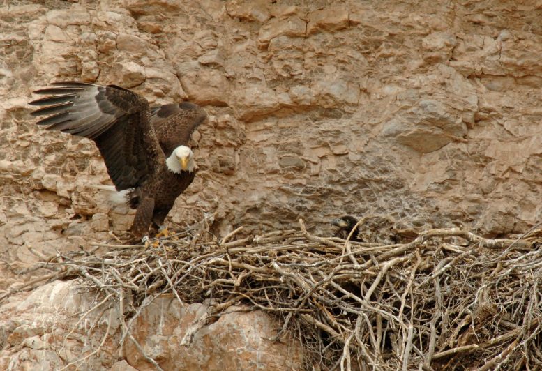 Adult Bald Eagle Returning To Nest