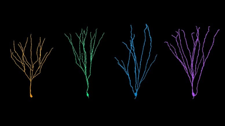 Adult-Born Neuron Reconstructions