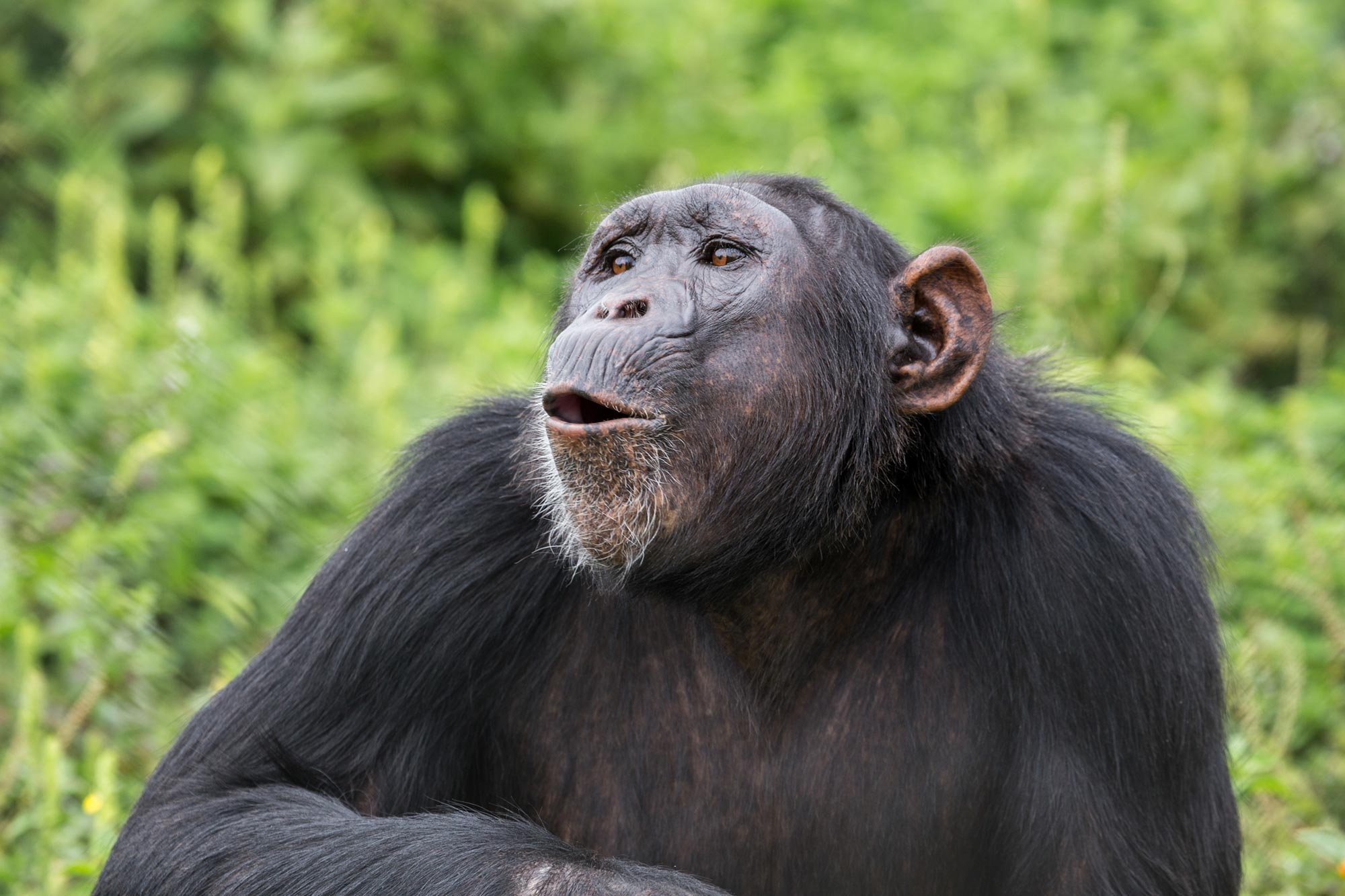 Chimp Sounds Trigger a Strange Brain Signal in Humans - SciTechDaily image