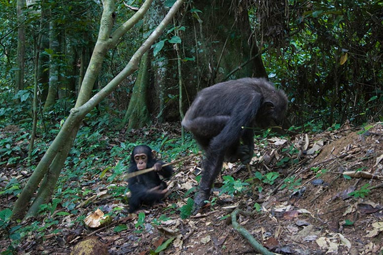 Adult Female Chimpanzee