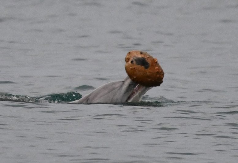 Adult Female Dolphin Captured ‘Shelling’