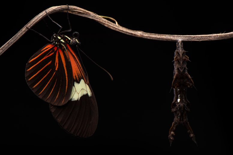 Adult Heliconius erato Next to a Pupae