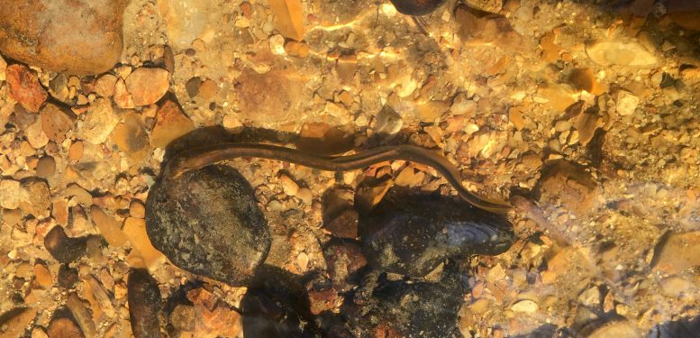 Adult Lamprey