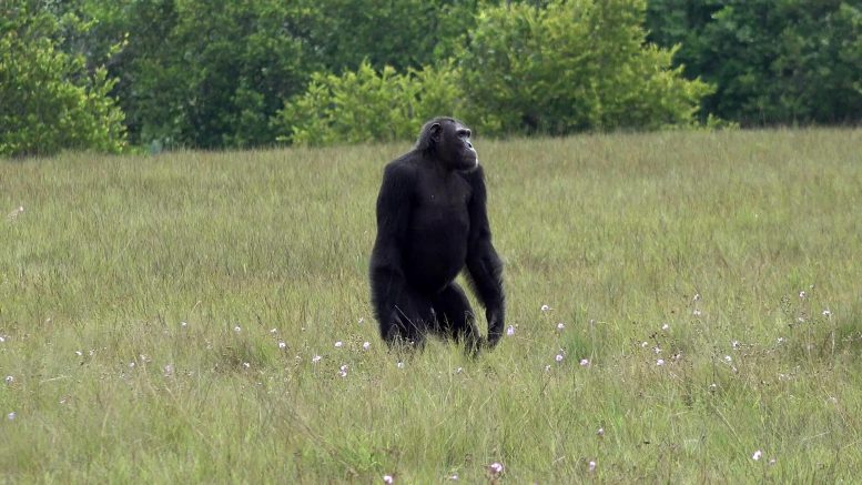 Adult Male Chimpanzee