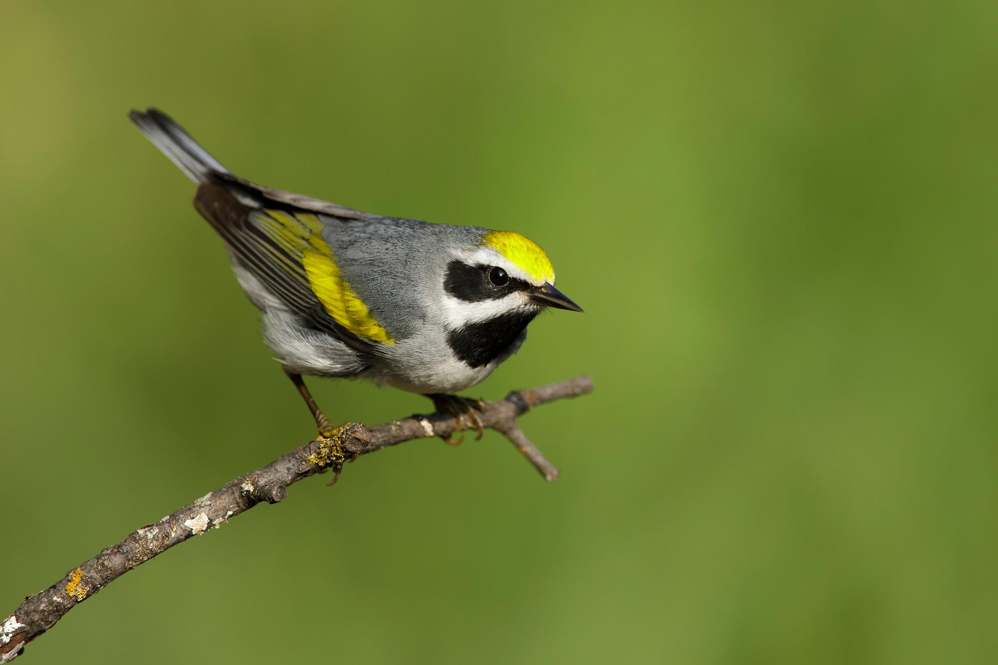 Five Great Forests That Decide the Fate of Migratory Birds