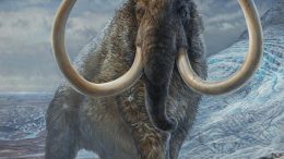 Adult Male Woolly Mammoth Illustration