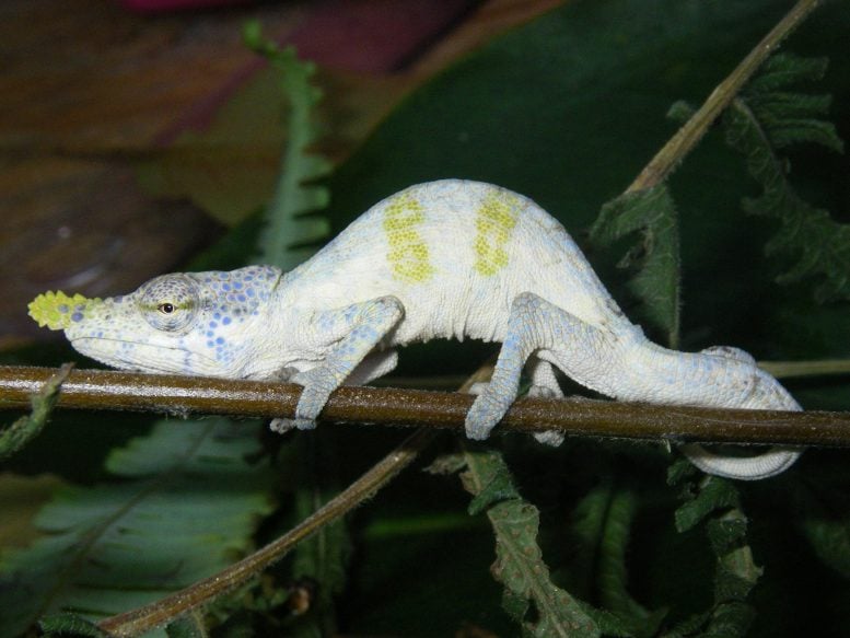 This Strange Chameleon Fooled Scientists for 150 Years