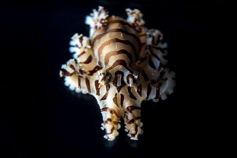 Adult Pygmy Zebra Octopus
