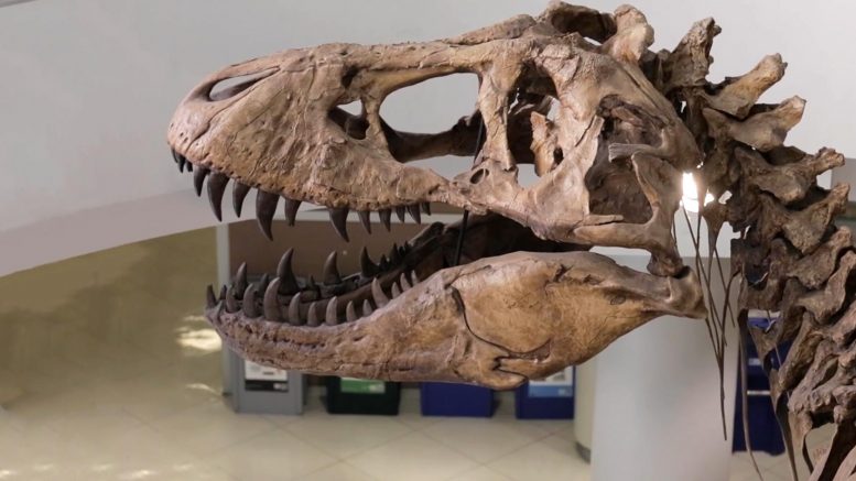 Growing Up Tyrannosaurus Rex Researchers Learn More About Teen Age T Rex