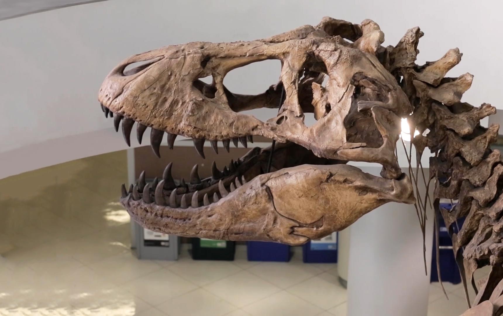 Inside the brain of T. rex: the most fearsome of dinosaurs was