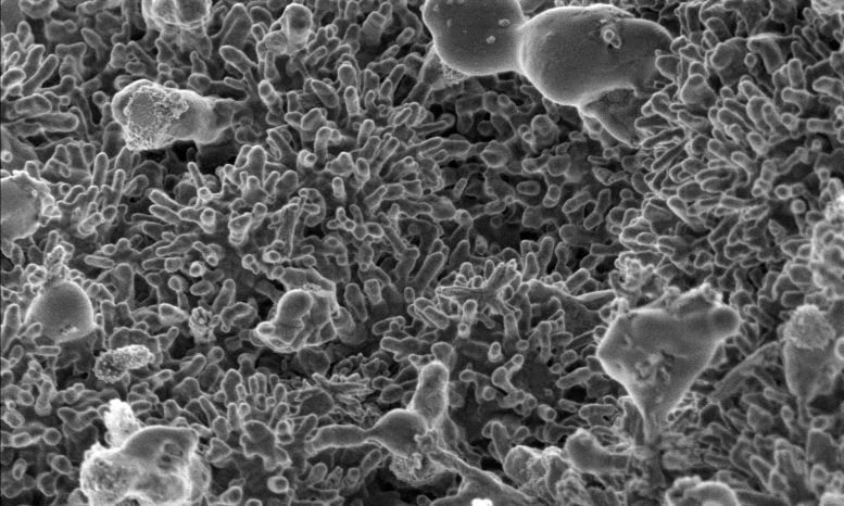 Advanced Carbon Nanomaterials