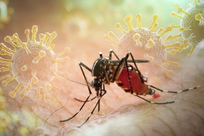 Aedes aegypti Mosquito Borne Disease Virus Transmission