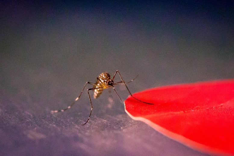 Aedes aegypti Mosquito Red