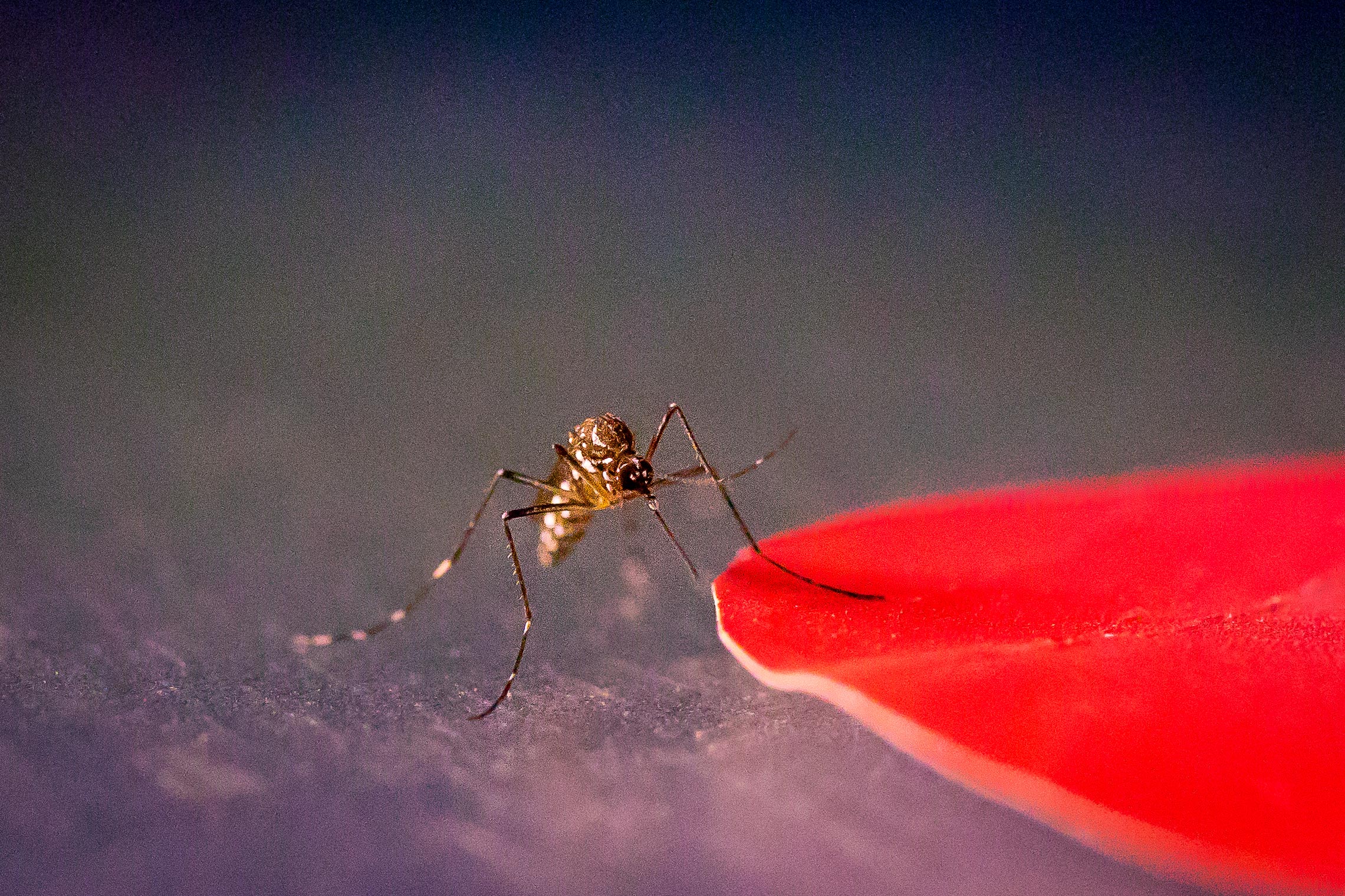 Cuantas veces pica un mosquito