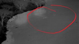 Aerial Heat Detection of Lions Crossing River