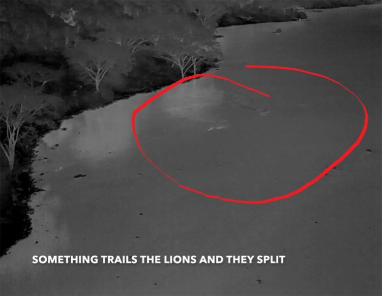 Aerial Heat Detection of Lions Crossing River