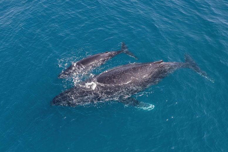 Aerial View Humpback Whale and Calf