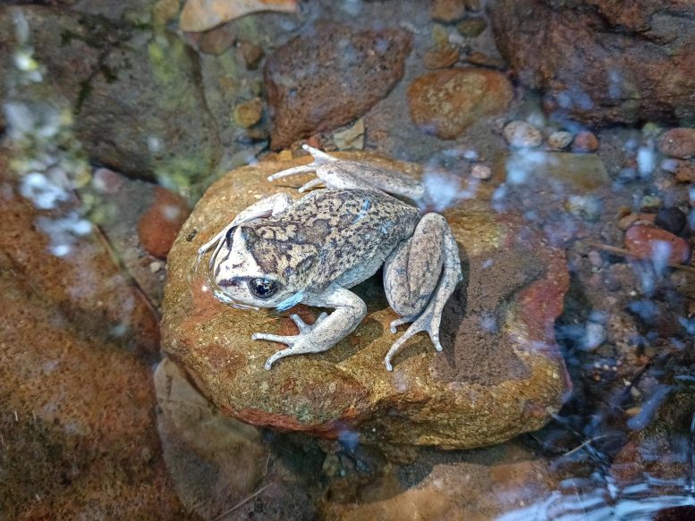 Aerial View of Alsodes Vittatus