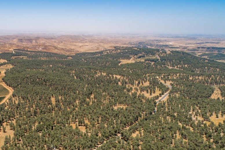 Aerial View of Yatir Forest