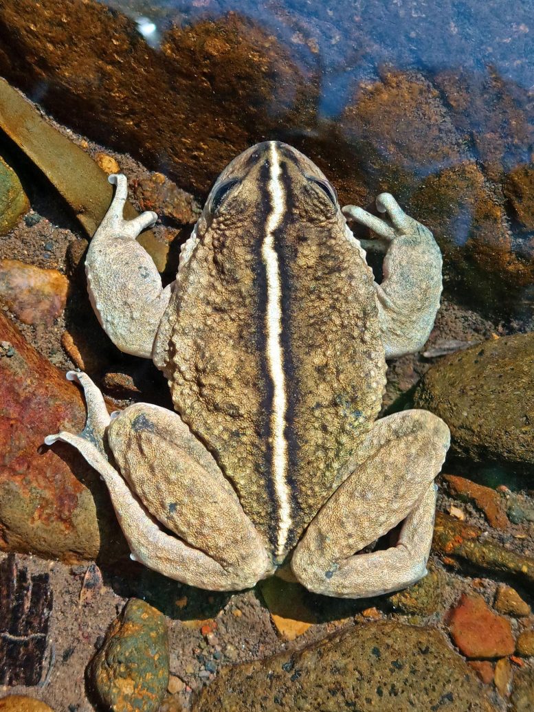 Aerial View of a Male Individual of Alsodes Vittatus