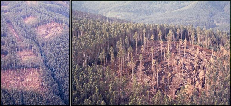 Aerial Views of the Tanjil Bren Silvicultural Systems Project