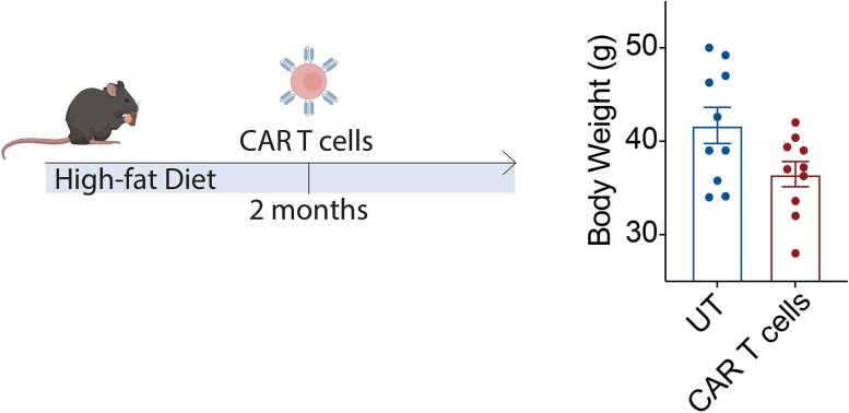 Chart Showing Affect of CAR T Cells and Diet on Body Weight of Mouse