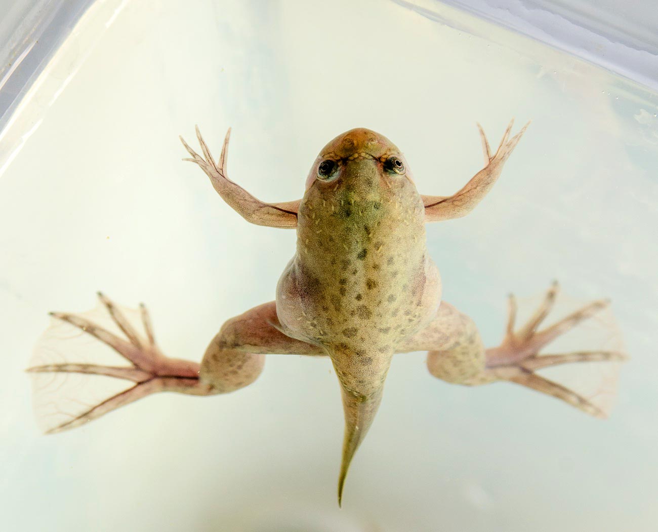 Frog sex genes evolutionary twist
