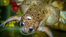African Clawed Frog Top