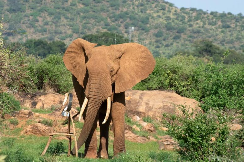 African Elephant With GPS Tracker