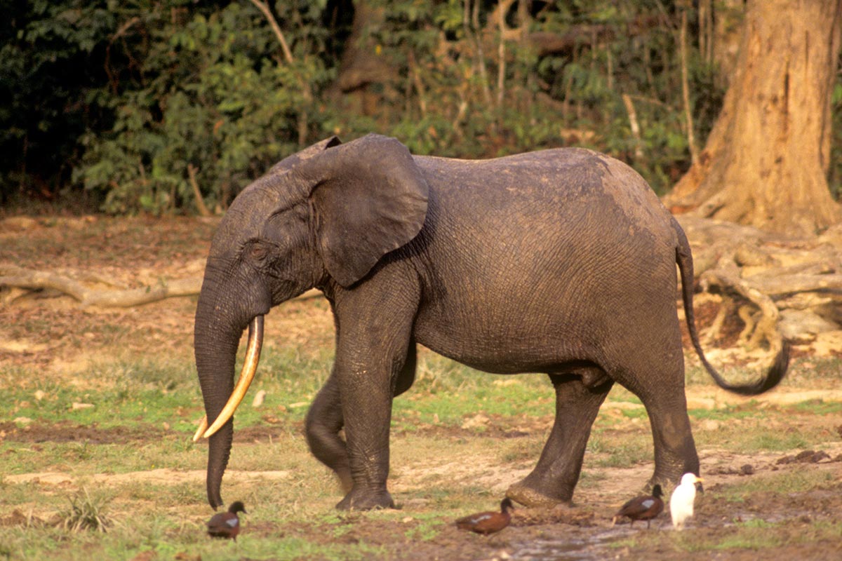Слоновый год. Слон самец. Слоны самцы. Африканский слон, самец. Слон мужская особь.
