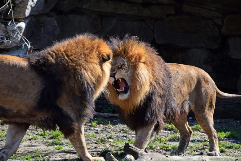 African Lions Fight