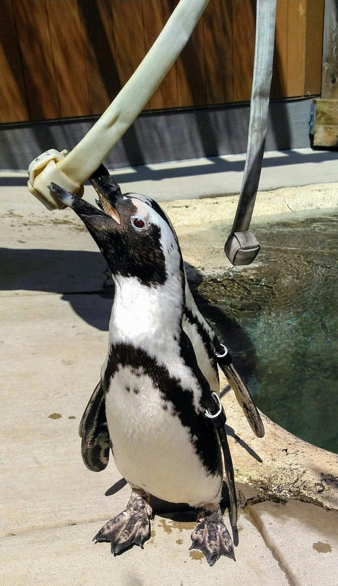 African Penguin at the Maryland Zoo