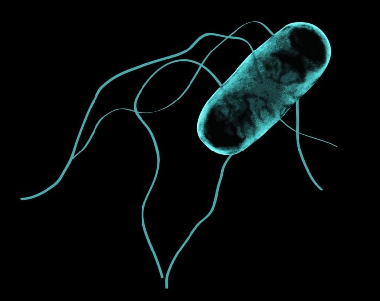 Evolution of a Killer How African Salmonella Made the Leap From Gut to