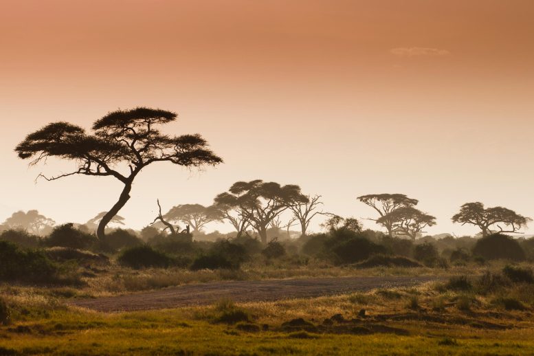 African Trees Foggy Landscape