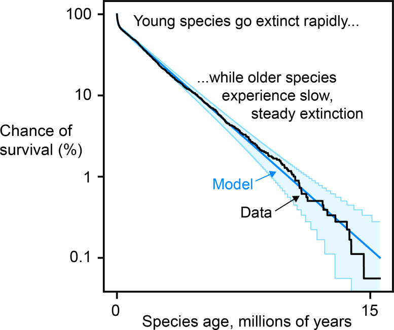 Age Dependent Extinction Graph