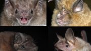 Age-Related Changes to the DNA of Bats