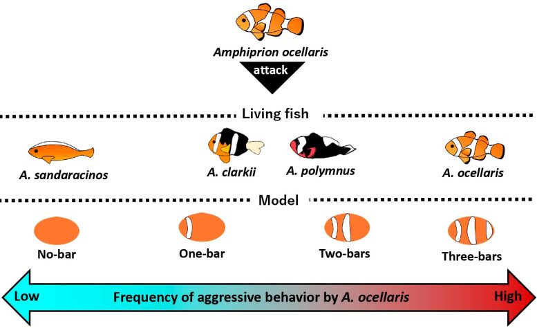 Aggressive Behavior of Amphiprion ocellaris (Clown Anemonefish)