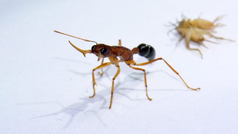 Aggressive Harpegnathos saltator Worker Ant