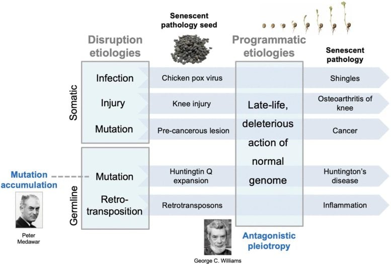 Aging as a Multifactorial Disorder With Two Stages