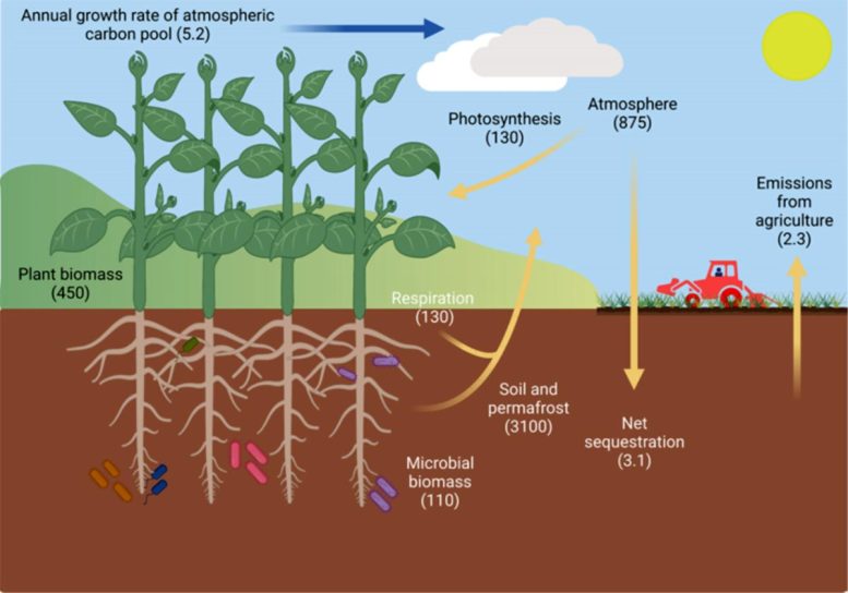 Agricultural Carbon Cycle