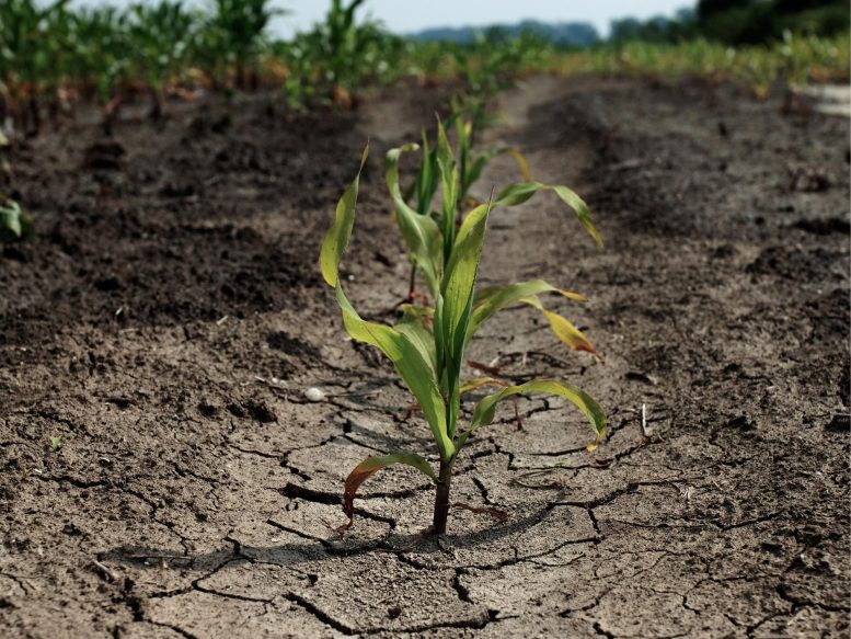 Agriculture Drought Climate Change Concept
