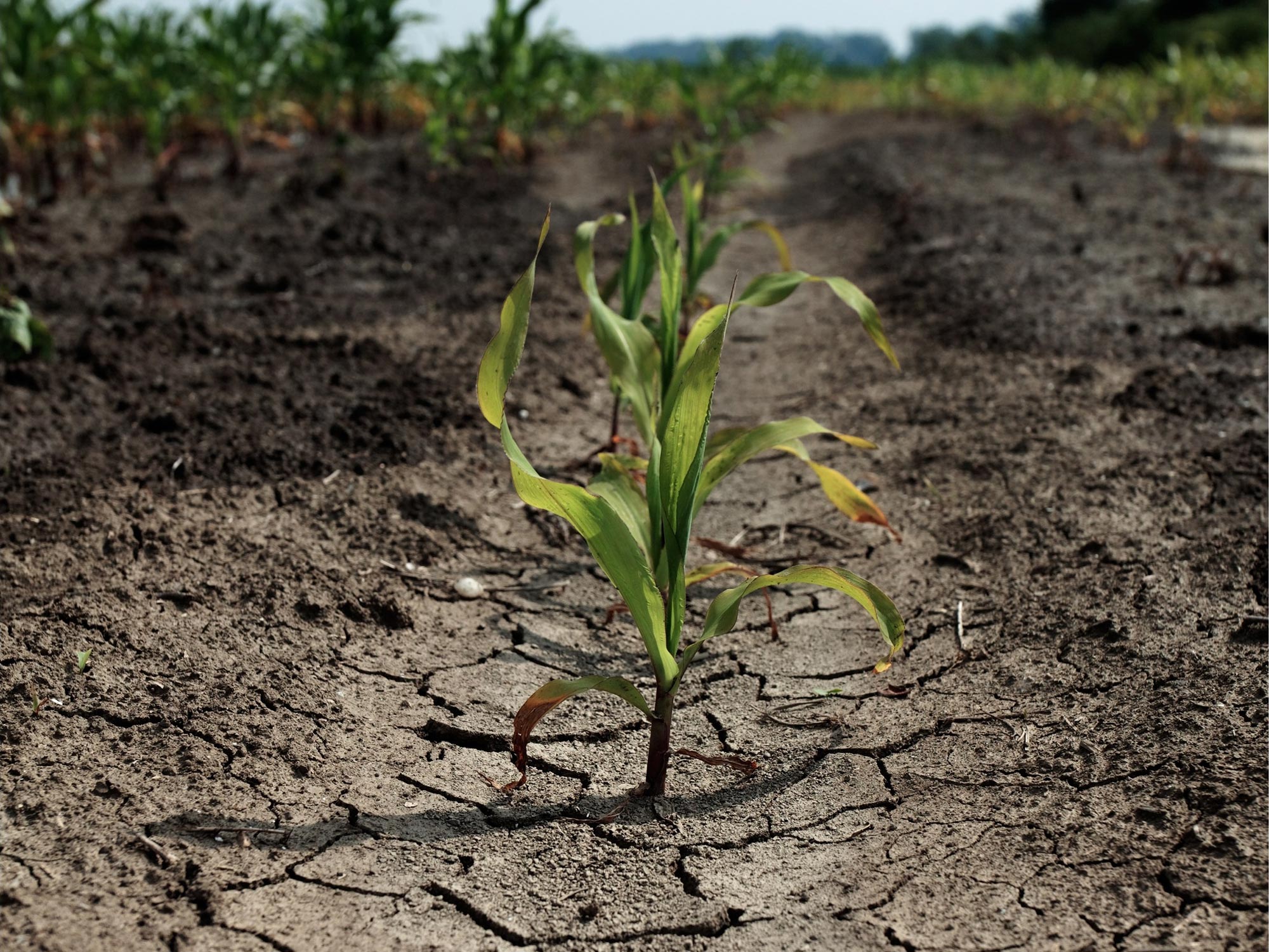 Agriculture Drought Climate Change Concept