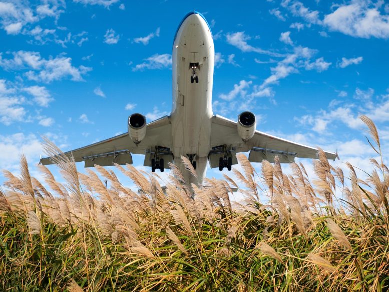 Airplane and Miscanthus