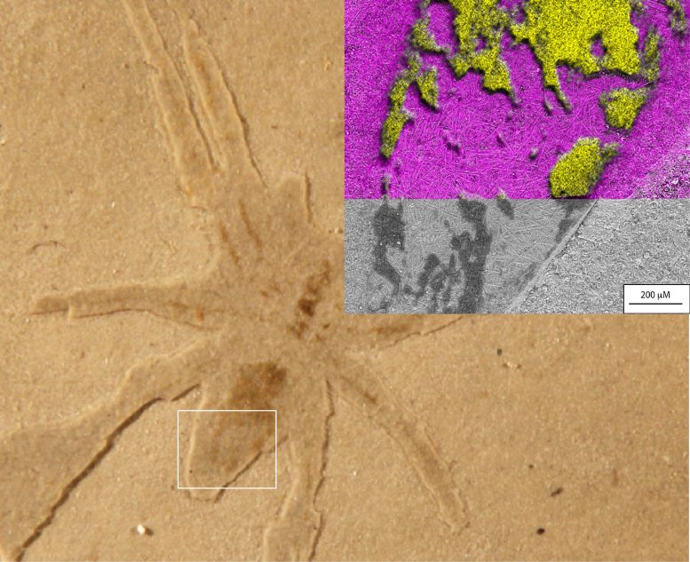 Fósil de la araña Aix-en-Provence con diatomeas