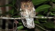 Alagoas Screech Owl