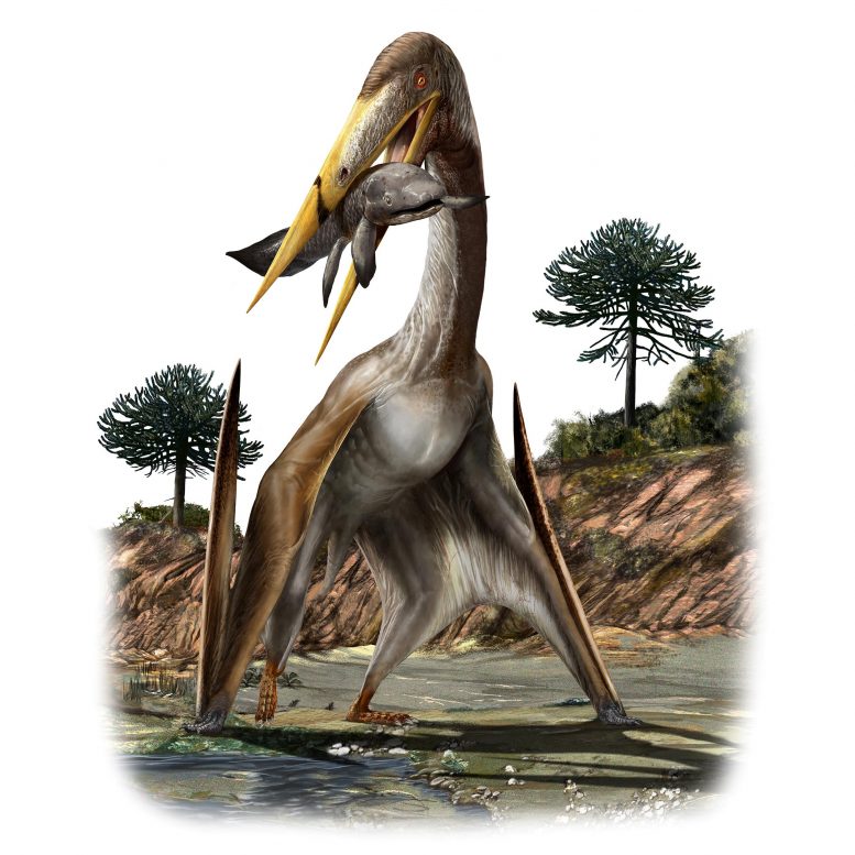 Alanqa saharica Pterosaur