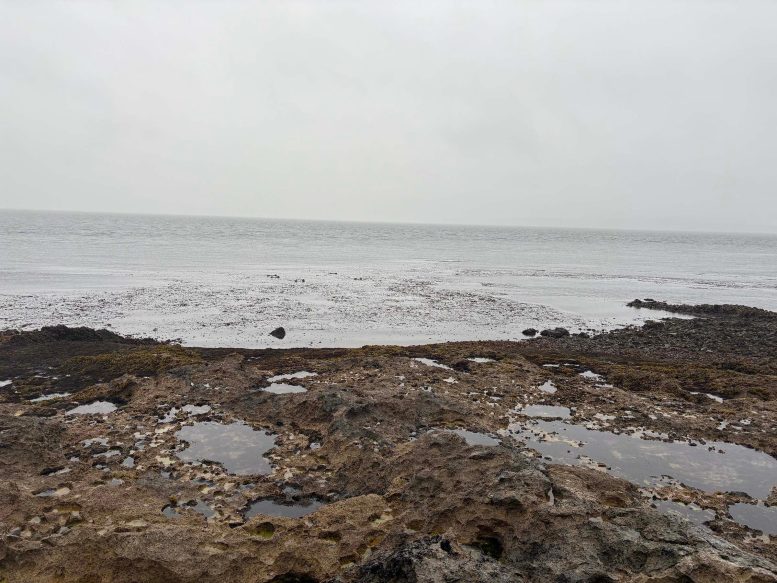 Alaskan Coastal Habitat